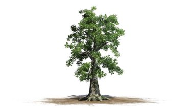 sassafras ağaç - beyaz arka plan üzerinde ayrılmış