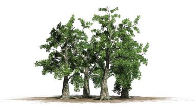 sassafras ağaç küme - beyaz arka plan üzerinde ayrılmış