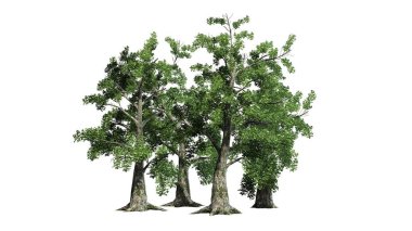 sassafras ağaç küme - beyaz arka plan üzerinde ayrılmış