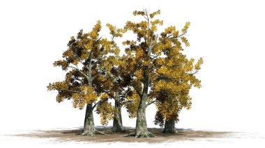 sassafras ağaç küme düşme - beyaz arka plan üzerinde ayrılmış
