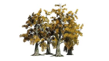 sassafras ağaç küme düşme - beyaz arka plan üzerinde ayrılmış