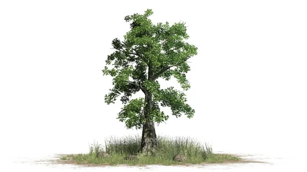 Árbol Sassafras Separado Sobre Fondo Blanco —  Fotos de Stock