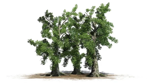 Sasafras Drzewo Klastra Rozdzielone Białym Tle — Zdjęcie stockowe