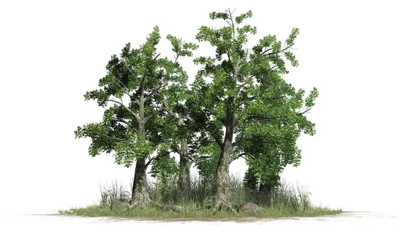 Cluster Albero Sassafras Separato Sfondo Bianco — Foto Stock