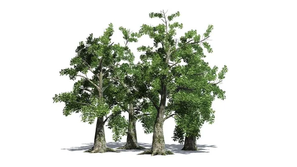 Aglomerado Árvores Sassafras Separados Fundo Branco — Fotografia de Stock