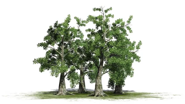 Скопление Деревьев Сассафрас Разделено Белом Фоне — стоковое фото