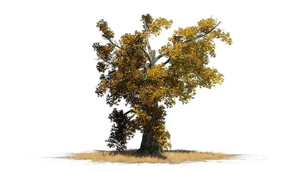 Sassafras Tree Podzim Oddělené Bílém Pozadí — Stock fotografie