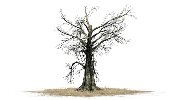 Sasafras Drzewo Zima Rozdzielone Białym Tle — Zdjęcie stockowe