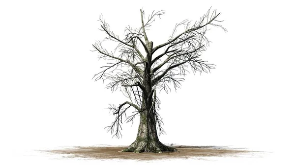 Sassafras Ağaç Kış Beyaz Arka Plan Üzerinde Ayrılmış — Stok fotoğraf