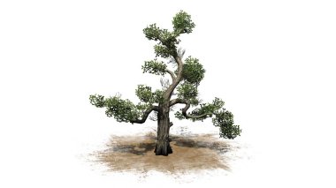 Tatlım ağaç - beyaz arka plan üzerinde izole