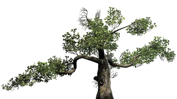 Honigbaum Isoliert Auf Weißem Hintergrund — Stockfoto