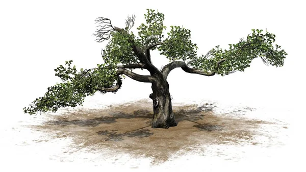 Árvore Mel Isolado Fundo Branco — Fotografia de Stock