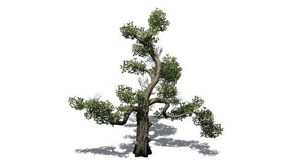 Honung Tree Isolerad Vit Bakgrund — Stockfoto