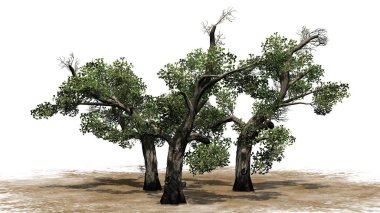 Tatlım ağaç küme - beyaz arka plan üzerinde izole