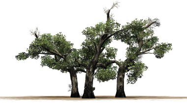 Tatlım ağaç küme - beyaz arka plan üzerinde izole