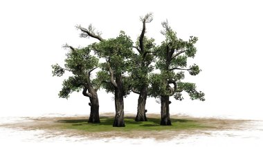 Tatlım ağaç küme - beyaz arka plan üzerinde izole