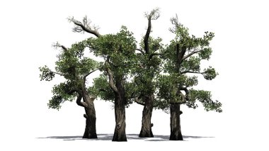 Tatlım ağaç küme - beyaz arka plan üzerinde izole