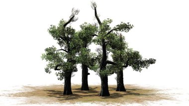 Tatlım ağaç küme - beyaz arka plan üzerinde izole