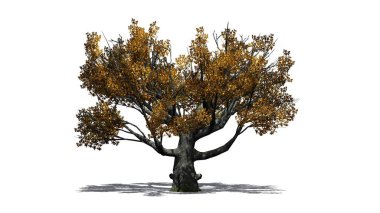 Beyaz meşe ağacı sonbahar - beyaz arka plan üzerinde izole