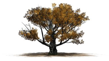 Beyaz meşe ağacı sonbahar - beyaz arka plan üzerinde izole