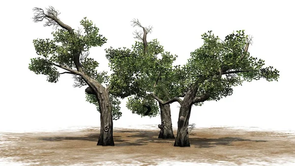 Скопление Медового Дерева Изолировано Белом Фоне — стоковое фото