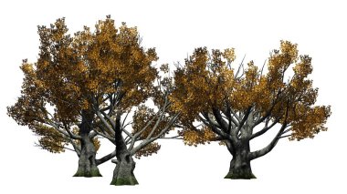 Beyaz meşe ağacı küme - beyaz arka plan üzerinde izole düşmek