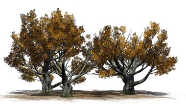 Beyaz meşe ağacı küme - beyaz arka plan üzerinde izole düşmek