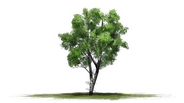 Beyaz huş ağacı beyaz arka plan üzerinde ayrı