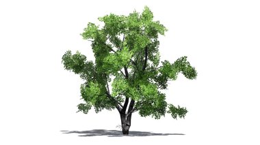 Beyaz huş ağacı beyaz arka plan üzerinde ayrı