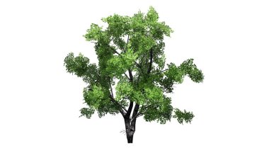 Beyaz huş ağacı beyaz arka plan üzerinde ayrı