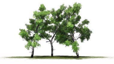 Beyaz huş ağacı ayrı küme beyaz arka plan üzerinde