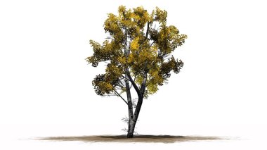 Beyaz huş ağacı beyaz arka plan üzerinde ayrı düşmek