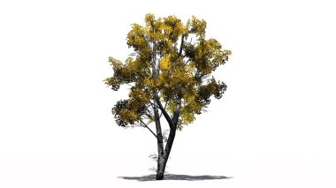 Beyaz huş ağacı beyaz arka plan üzerinde ayrı düşmek