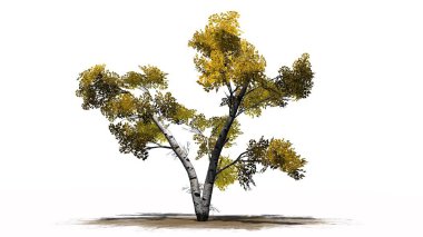 Beyaz huş ağacı beyaz arka plan üzerinde ayrı düşmek