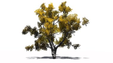 Beyaz huş ağacı beyaz arka plan üzerinde ayrı düşmek