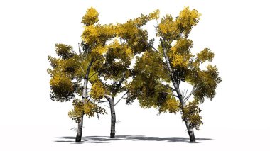 Beyaz huş ağacı sonbahar küme ayrı beyaz arka plan üzerinde