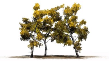 Beyaz huş ağacı sonbahar küme ayrı beyaz arka plan üzerinde