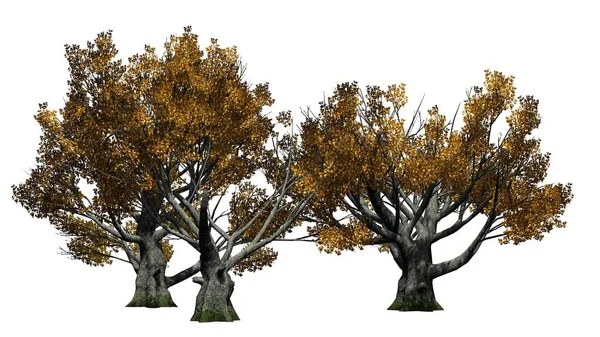 Beyaz meşe ağacı küme - beyaz arka plan üzerinde izole düşmek