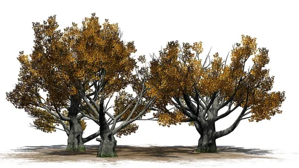 Beyaz meşe ağacı küme - beyaz arka plan üzerinde izole düşmek