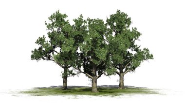 Birkaç Güney Manolya ağaçları - beyaz arka plan üzerinde izole