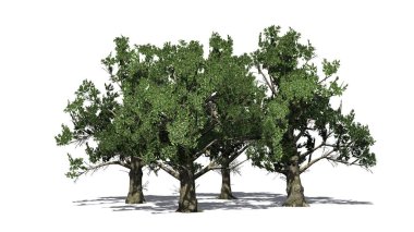 Birkaç Güney Manolya ağaçları - beyaz arka plan üzerinde izole