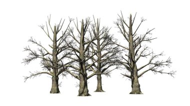 Kışın - beyaz arka plan üzerinde izole çeşitli Güney Manolya ağaçları