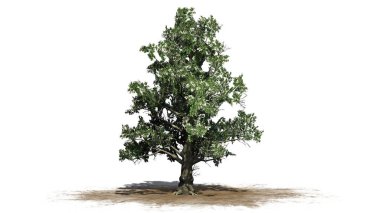 Güney manolya ağacı çiçekleri - beyaz arka plan üzerinde izole ile