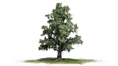 Güney manolya ağacı çiçekleri - beyaz arka plan üzerinde izole ile