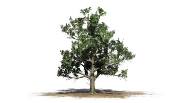 Güney manolya ağacı çiçekleri - beyaz arka plan üzerinde izole ile