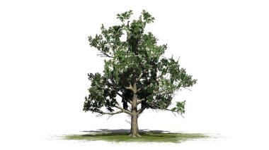 Güney manolya ağacı çiçekleri - beyaz arka plan üzerinde izole ile