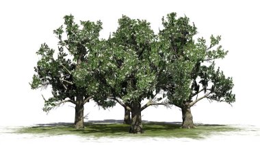 Birkaç Güney Manolya ağaçları çiçekleri - beyaz arka plan üzerinde izole ile