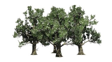 Birkaç Güney Manolya ağaçları çiçekleri - beyaz arka plan üzerinde izole ile