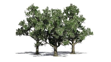 Birkaç Güney Manolya ağaçları çiçekleri - beyaz arka plan üzerinde izole ile