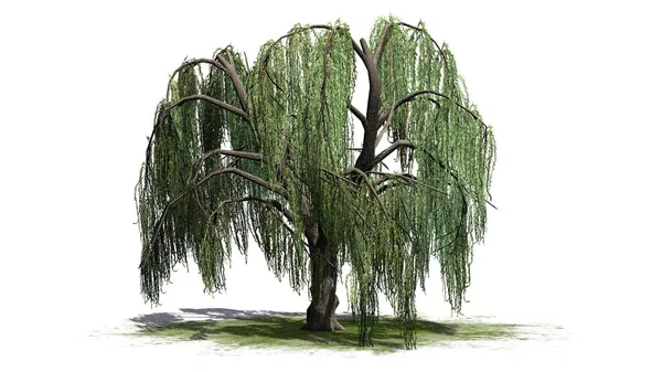 Weeping Willow Tree Geïsoleerd Witte Achtergrond — Stockfoto